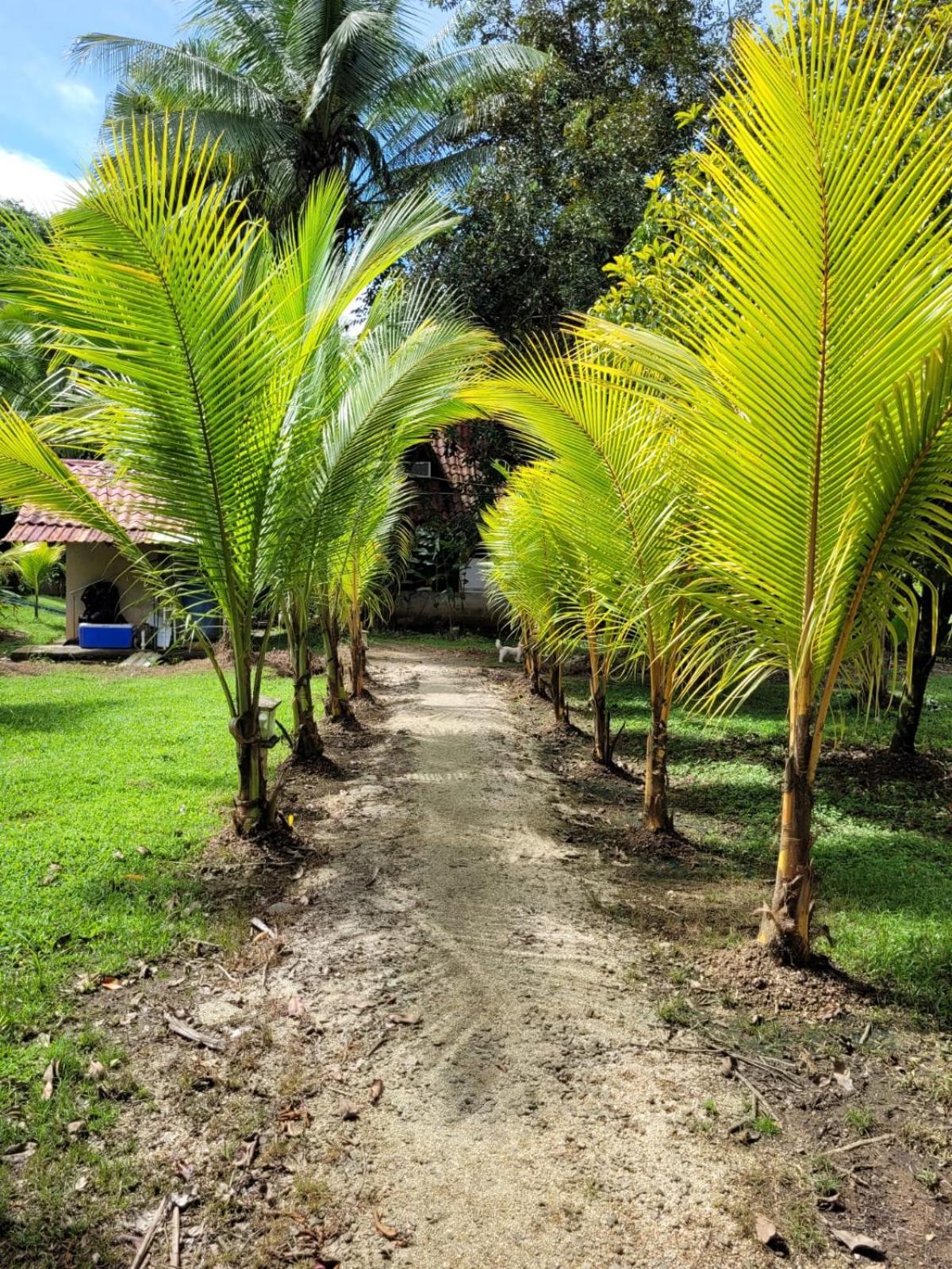 Lodge Maria Luisa Uvita